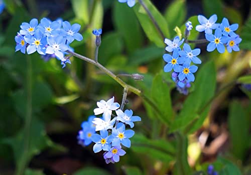 Chinese Forget-Me-Not Flower Seeds, 300+ Heirloom FlowerSeeds Per Packet, (Isla's Garden Seeds), Non GMO & Heirloom Seeds, Scientific Name: Cynoglossum Amabile