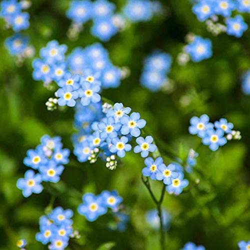 Chinese Forget-Me-Not Flower Seeds, 300+ Heirloom FlowerSeeds Per Packet, (Isla's Garden Seeds), Non GMO & Heirloom Seeds, Scientific Name: Cynoglossum Amabile