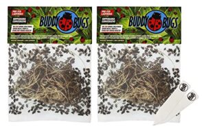 the hydroponic city 3000 pre-fed live ladybugs | buddybugs | hippodamia convergens | guaranteed live delivery | for aphid control and other insects + 2 thcity stake
