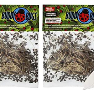 The Hydroponic City 3000 Pre-Fed Live Ladybugs | BuddyBugs | Hippodamia Convergens | Guaranteed Live Delivery | for Aphid Control and Other Insects + 2 THCity Stake