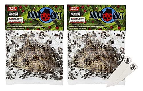 The Hydroponic City 3000 Pre-Fed Live Ladybugs | BuddyBugs | Hippodamia Convergens | Guaranteed Live Delivery | for Aphid Control and Other Insects + 2 THCity Stake