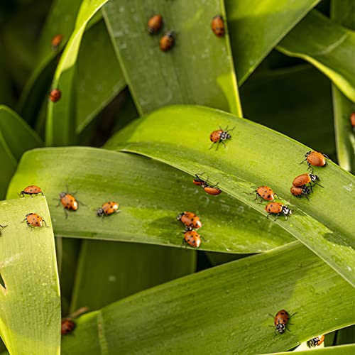 The Hydroponic City 3000 Pre-Fed Live Ladybugs | BuddyBugs | Hippodamia Convergens | Guaranteed Live Delivery | for Aphid Control and Other Insects + 2 THCity Stake