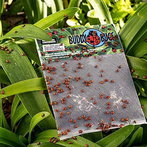 The Hydroponic City 3000 Pre-Fed Live Ladybugs | BuddyBugs | Hippodamia Convergens | Guaranteed Live Delivery | for Aphid Control and Other Insects + 2 THCity Stake