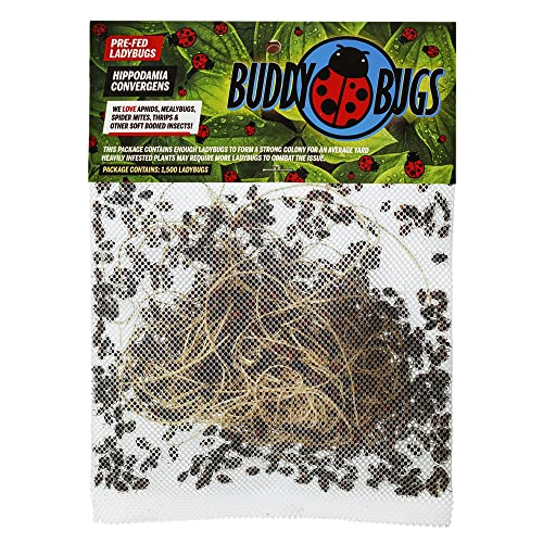 The Hydroponic City 3000 Pre-Fed Live Ladybugs | BuddyBugs | Hippodamia Convergens | Guaranteed Live Delivery | for Aphid Control and Other Insects + 2 THCity Stake
