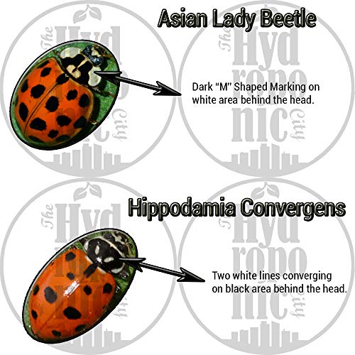 The Hydroponic City 3000 Pre-Fed Live Ladybugs | BuddyBugs | Hippodamia Convergens | Guaranteed Live Delivery | for Aphid Control and Other Insects + 2 THCity Stake