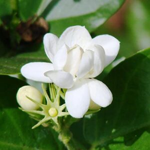 Arabian Jasmine Seeds Jasminum Sambac Fragrant Fast Growing Evergreen Climbing Shrub Ornamental Containers Bed Border Patio Garden Outdoor 50Pcs Flower Seeds by YEGAOL Garden