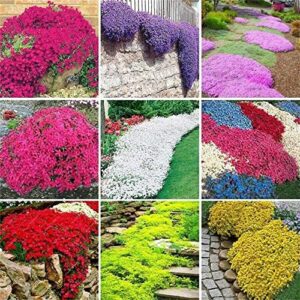 zcbang creeping thyme seeds mixed color 200+pcs cress perennial ground garden cover flowers