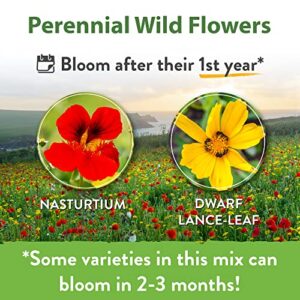 120,000+ Wildflower Seeds Bulk: (4oz) Perennial Wild Flower Seeds for Planting Mix - Butterfly Garden Seeds for Attracting Birds & Bees - 25 Wildflowers: Blue Flax to Coneflower and More