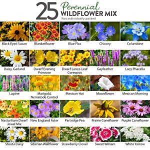 120,000+ Wildflower Seeds Bulk: (4oz) Perennial Wild Flower Seeds for Planting Mix - Butterfly Garden Seeds for Attracting Birds & Bees - 25 Wildflowers: Blue Flax to Coneflower and More