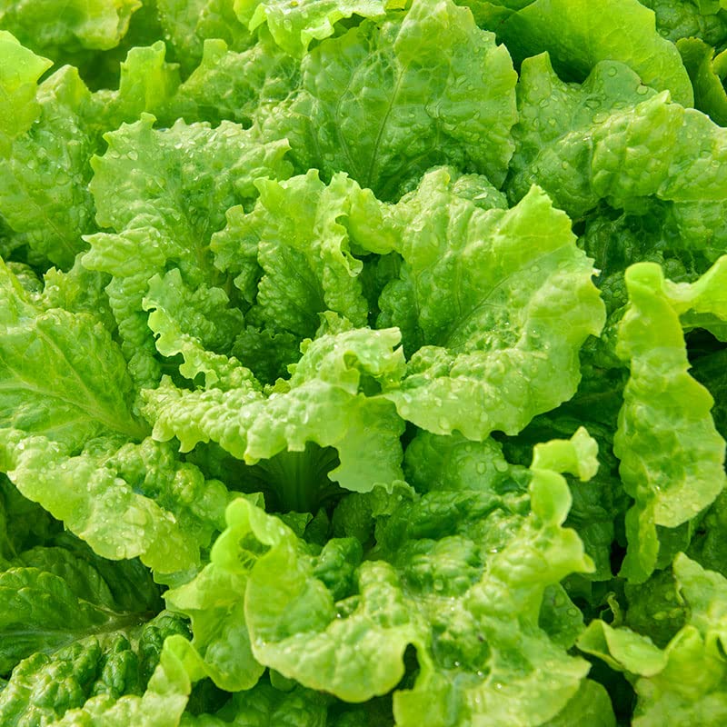 3500 Black seeded Simpson Lettuce Seeds for Planting 7+ Grams Non GMO Heirloom Garden Vegetable Survival Baby Greens Bulk