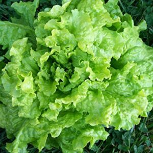 3500 Black seeded Simpson Lettuce Seeds for Planting 7+ Grams Non GMO Heirloom Garden Vegetable Survival Baby Greens Bulk