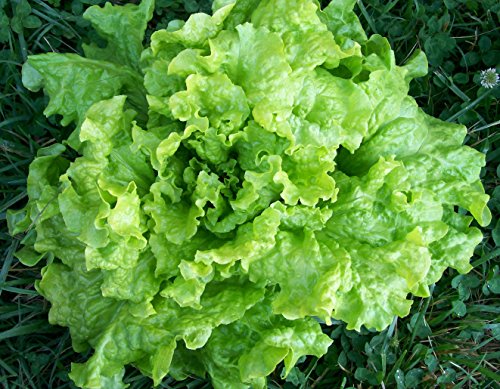 3500 Black seeded Simpson Lettuce Seeds for Planting 7+ Grams Non GMO Heirloom Garden Vegetable Survival Baby Greens Bulk