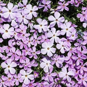 Mountain Phlox Flower Seeds, 1000+ Flower Seeds Per Packet, Non GMO & Heirloom Seeds, (Isla's Garden Seeds), Scientific Name: Phlox stansburyi