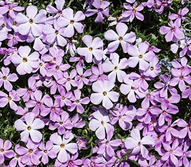 Mountain Phlox Flower Seeds, 1000+ Flower Seeds Per Packet, Non GMO & Heirloom Seeds, (Isla's Garden Seeds), Scientific Name: Phlox stansburyi