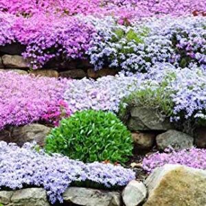 Mountain Phlox Flower Seeds, 1000+ Flower Seeds Per Packet, Non GMO & Heirloom Seeds, (Isla's Garden Seeds), Scientific Name: Phlox stansburyi