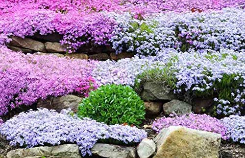 Mountain Phlox Flower Seeds, 1000+ Flower Seeds Per Packet, Non GMO & Heirloom Seeds, (Isla's Garden Seeds), Scientific Name: Phlox stansburyi