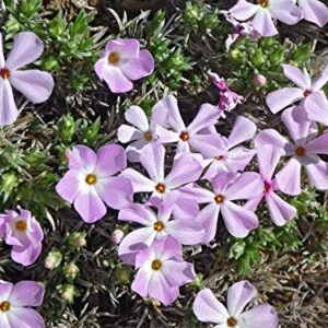 Mountain Phlox Flower Seeds, 1000+ Flower Seeds Per Packet, Non GMO & Heirloom Seeds, (Isla's Garden Seeds), Scientific Name: Phlox stansburyi