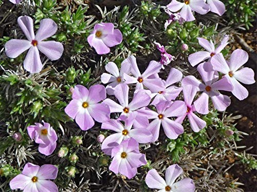 Mountain Phlox Flower Seeds, 1000+ Flower Seeds Per Packet, Non GMO & Heirloom Seeds, (Isla's Garden Seeds), Scientific Name: Phlox stansburyi