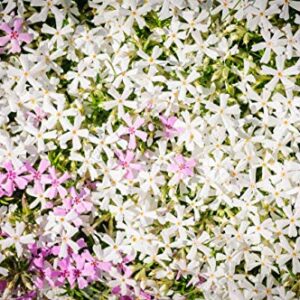 Mountain Phlox Flower Seeds, 1000+ Flower Seeds Per Packet, Non GMO & Heirloom Seeds, (Isla's Garden Seeds), Scientific Name: Phlox stansburyi