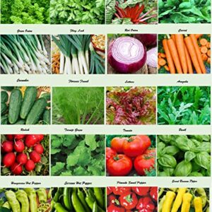 Set of 20 Assorted Organic Vegetable Seeds & Herb Seeds for Planting 20 Varieties Create a Deluxe Garden All Seeds are Heirloom, 100% Non-GMO Lettuce Seeds, Sweet & Hot Pepper Seeds, Green Onion Seeds