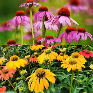 MOKALALA 100 Pcs Purple Coneflower Seeds | Non-GMO | Echinacea Seeds for Planting Home Garden