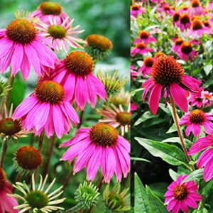 MOKALALA 100 Pcs Purple Coneflower Seeds | Non-GMO | Echinacea Seeds for Planting Home Garden