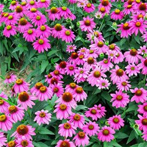 MOKALALA 100 Pcs Purple Coneflower Seeds | Non-GMO | Echinacea Seeds for Planting Home Garden