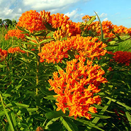 Outsidepride Butterfly Milkweed Asclepias Tuberosa Garden Plant Flower Seed - 1000 Seeds