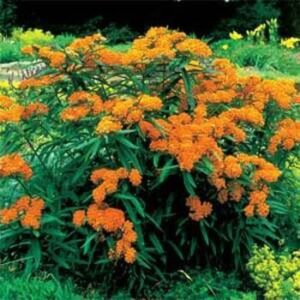 Outsidepride Butterfly Milkweed Asclepias Tuberosa Garden Plant Flower Seed - 1000 Seeds