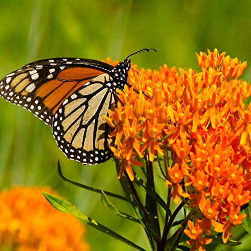 Outsidepride Butterfly Milkweed Asclepias Tuberosa Garden Plant Flower Seed - 1000 Seeds