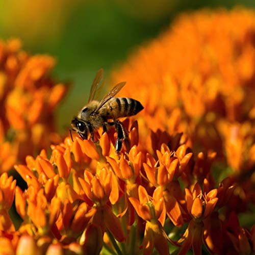 Outsidepride Butterfly Milkweed Asclepias Tuberosa Garden Plant Flower Seed - 1000 Seeds