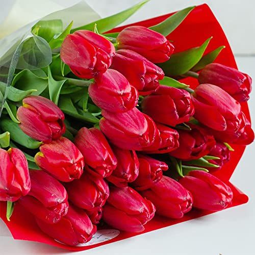 QAUZUY GARDEN Red Matador Jumbo Tulip 100 Seeds Liliaceae Perennial Showy Stunning Spring Bulbs Seeds for Garden Home Striking Flower Easy to Grow