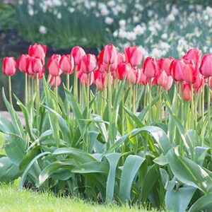 QAUZUY GARDEN Red Matador Jumbo Tulip 100 Seeds Liliaceae Perennial Showy Stunning Spring Bulbs Seeds for Garden Home Striking Flower Easy to Grow