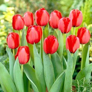 QAUZUY GARDEN Red Matador Jumbo Tulip 100 Seeds Liliaceae Perennial Showy Stunning Spring Bulbs Seeds for Garden Home Striking Flower Easy to Grow