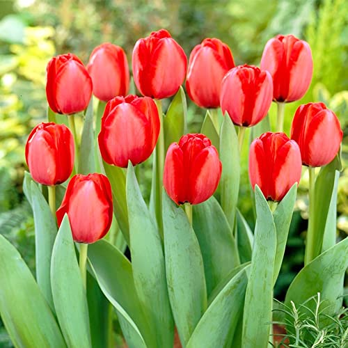 QAUZUY GARDEN Red Matador Jumbo Tulip 100 Seeds Liliaceae Perennial Showy Stunning Spring Bulbs Seeds for Garden Home Striking Flower Easy to Grow