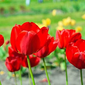 QAUZUY GARDEN Red Matador Jumbo Tulip 100 Seeds Liliaceae Perennial Showy Stunning Spring Bulbs Seeds for Garden Home Striking Flower Easy to Grow