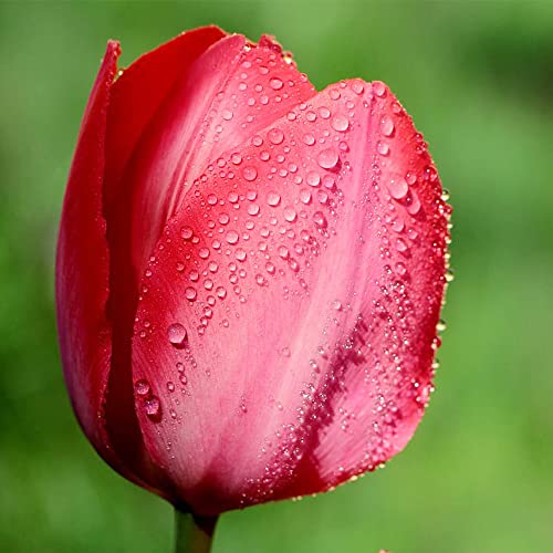 QAUZUY GARDEN Red Matador Jumbo Tulip 100 Seeds Liliaceae Perennial Showy Stunning Spring Bulbs Seeds for Garden Home Striking Flower Easy to Grow