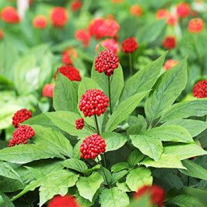 yegaol garden 25pcs american ginseng seeds panax quinquefolius non-gmo long-lived container garden plant