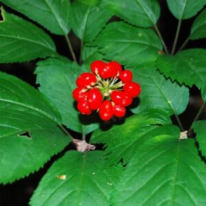 YEGAOL Garden 25Pcs American Ginseng Seeds Panax Quinquefolius Non-GMO Long-Lived Container Garden Plant