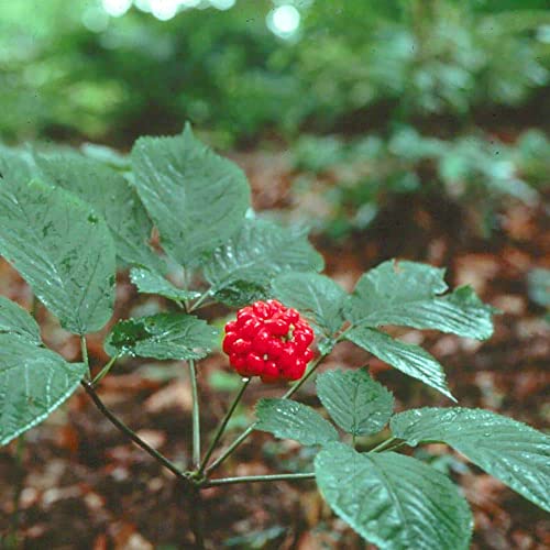 YEGAOL Garden 25Pcs American Ginseng Seeds Panax Quinquefolius Non-GMO Long-Lived Container Garden Plant