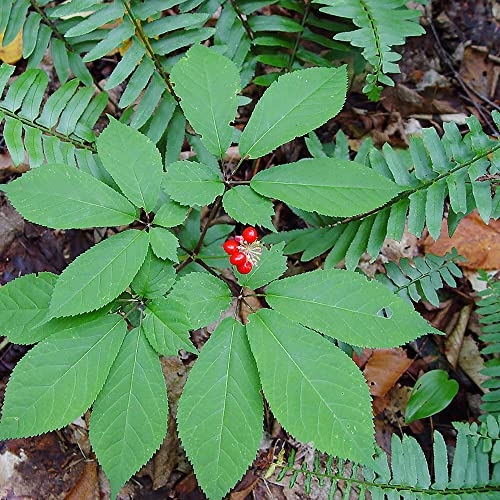 YEGAOL Garden 25Pcs American Ginseng Seeds Panax Quinquefolius Non-GMO Long-Lived Container Garden Plant