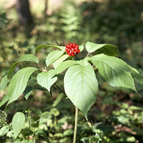 YEGAOL Garden 25Pcs American Ginseng Seeds Panax Quinquefolius Non-GMO Long-Lived Container Garden Plant