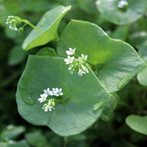 outsidepride claytonia perfoliata winter purslane aka indian or miner’s lettuce herb garden plant – 5000 seeds
