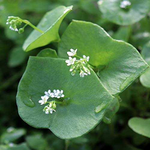 Outsidepride Claytonia Perfoliata Winter Purslane AKA Indian or Miner's Lettuce Herb Garden Plant - 5000 Seeds