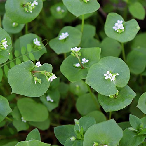 Outsidepride Claytonia Perfoliata Winter Purslane AKA Indian or Miner's Lettuce Herb Garden Plant - 5000 Seeds