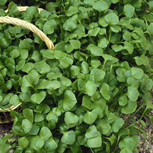 Outsidepride Claytonia Perfoliata Winter Purslane AKA Indian or Miner's Lettuce Herb Garden Plant - 5000 Seeds