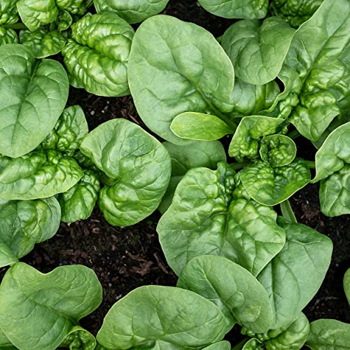 Purely Organic Spinach Seeds (Bloomsdale Long Standing) - Approx 300 Seeds - Certified Organic, Non-GMO, Open Pollinated, Heirloom, USA Origin