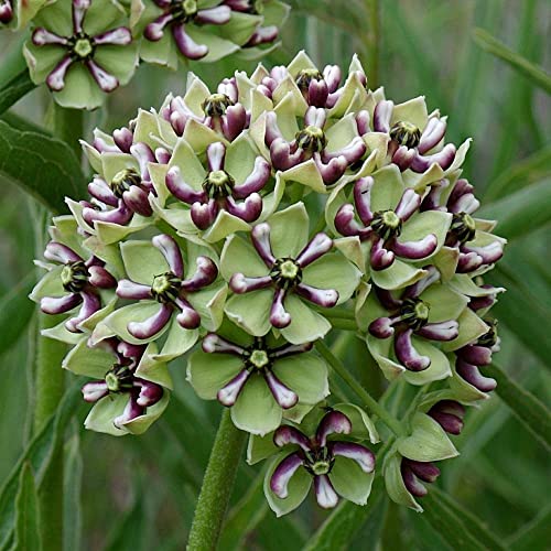 CHUXAY GARDEN 10 Seeds Asclepias Asperula Seed,Antelope-Horns Milkweed,Spider Milkweed Perennial Herb Plant Ground Cover Excellent Addition to Garden