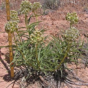 CHUXAY GARDEN 10 Seeds Asclepias Asperula Seed,Antelope-Horns Milkweed,Spider Milkweed Perennial Herb Plant Ground Cover Excellent Addition to Garden