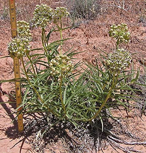 CHUXAY GARDEN 10 Seeds Asclepias Asperula Seed,Antelope-Horns Milkweed,Spider Milkweed Perennial Herb Plant Ground Cover Excellent Addition to Garden